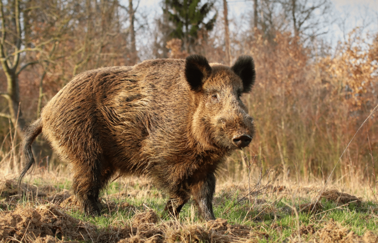 Montería en Semillas