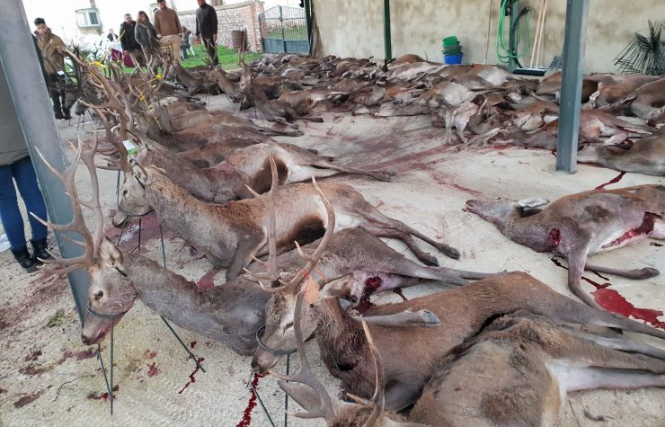 Montería en La Majadilla