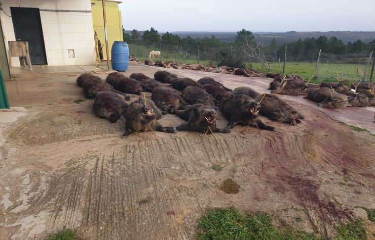 Montería en La Solana