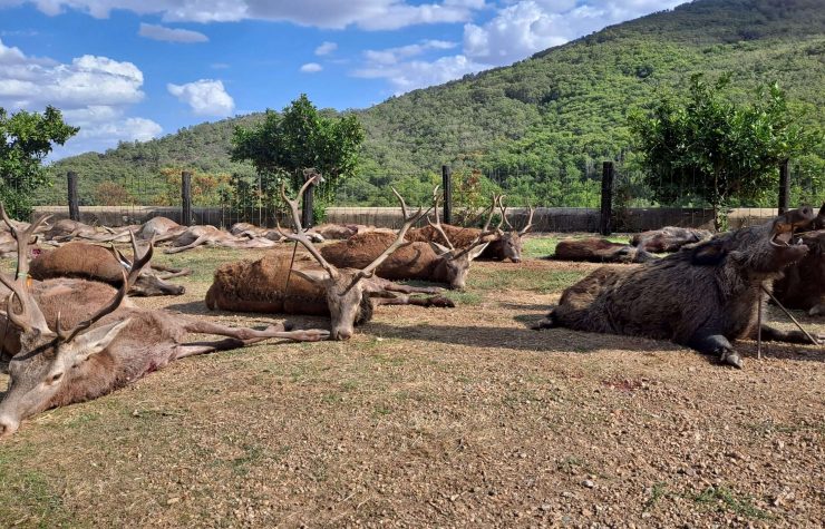 Montería en Palacio de Mirabel