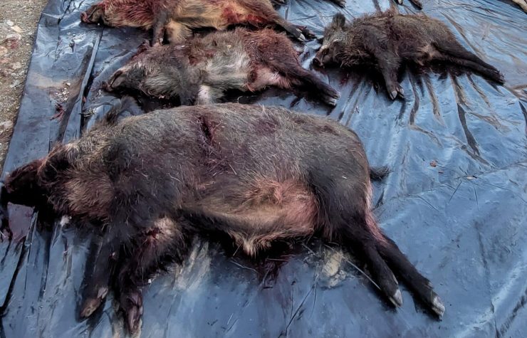 Montería en Robledillo