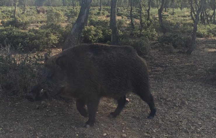 Montería en Encomienda Mayor de Castilla II