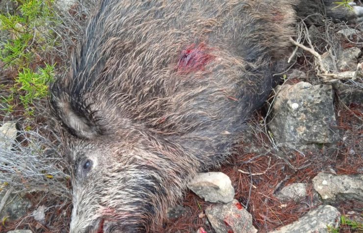 Montería en El Madroño