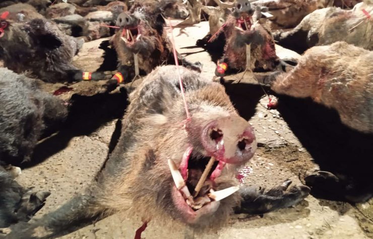 Montería en La Aviación