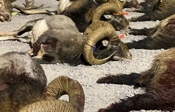 Montería en Montera Alta