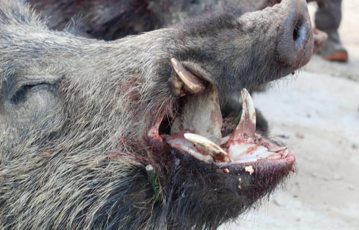 Montería en Zahones y Trabucos