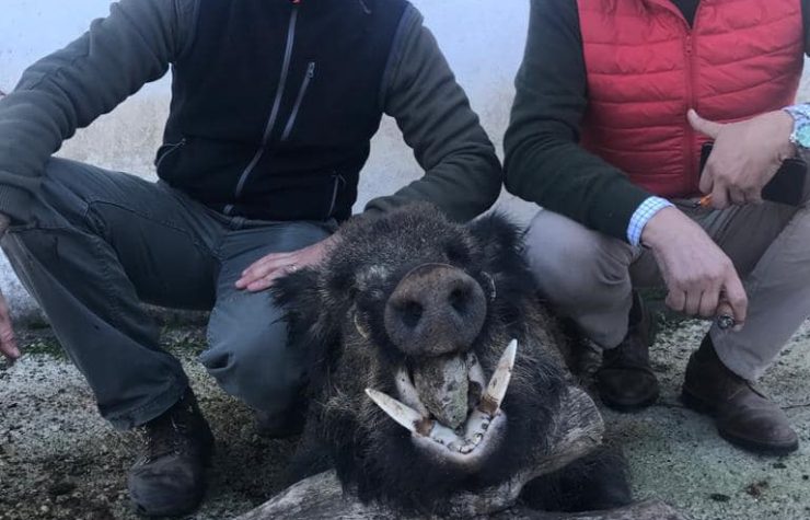 Montería en Fontefiguera
