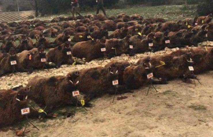 Montería en Arenal de Arriba IV