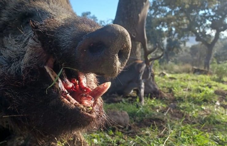 Montería en Navahermosa.