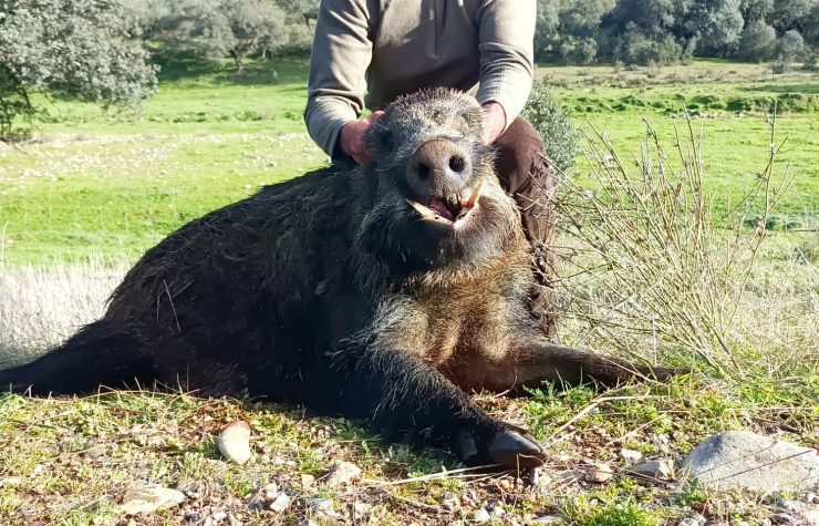 Montería en la Torrecilla
