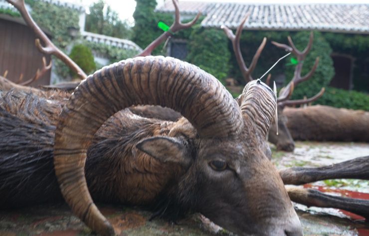 Montería en La Estancia II