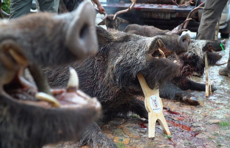 Montería en La Estancia III