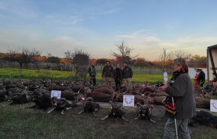 Montería en Vallepalacio