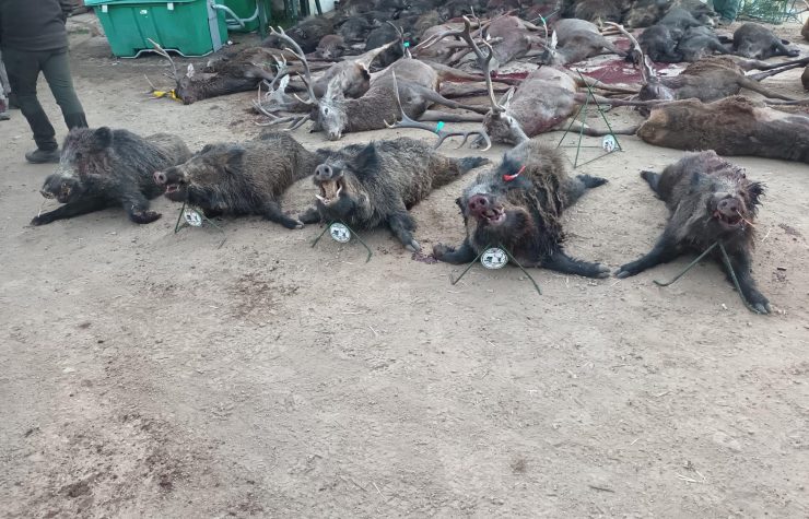 Montería en la Solana