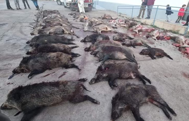 Montería en Valdehornos