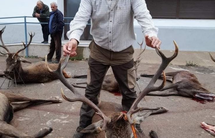 Montería en La Moheda