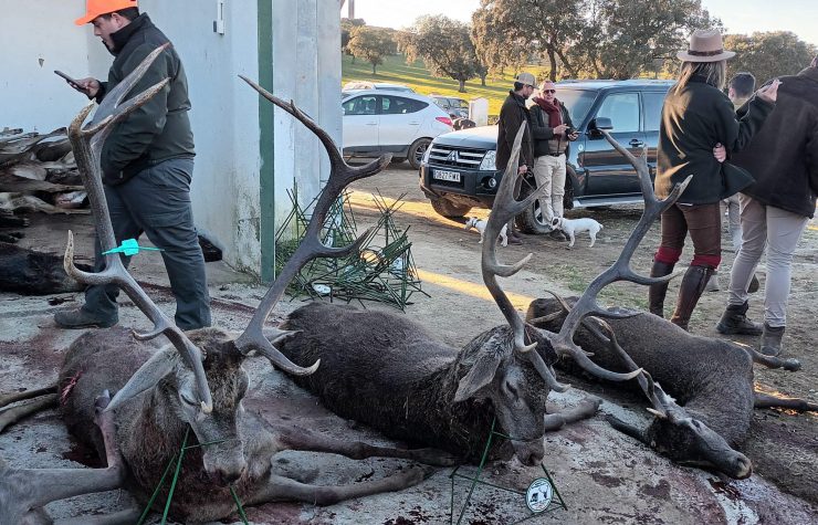 Montería en Montoro