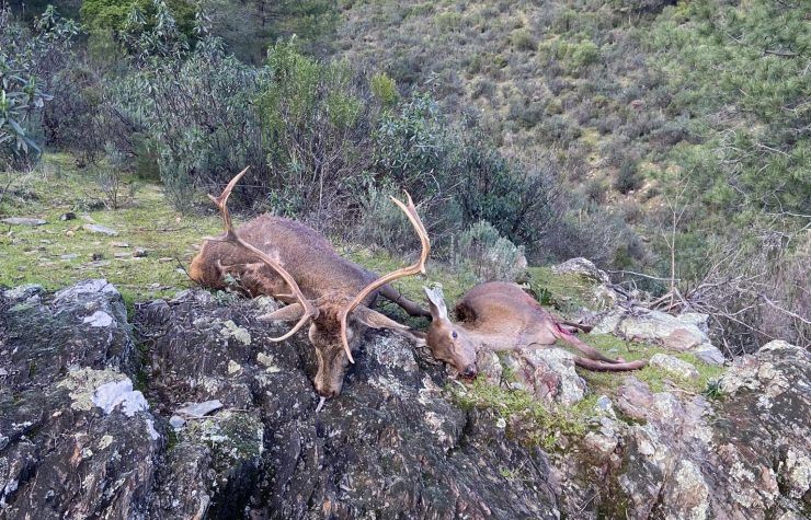 Montería en Los Almendrales.