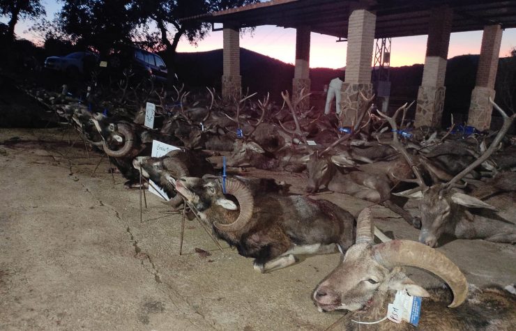 Montería en Las Minillas