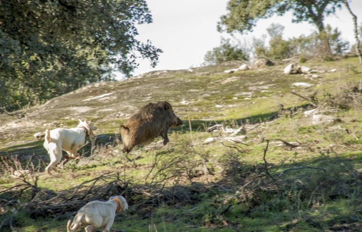 Montería en El Escondido