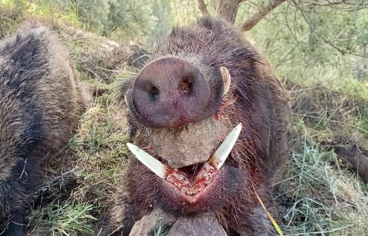 Montería en El Pedregoso II