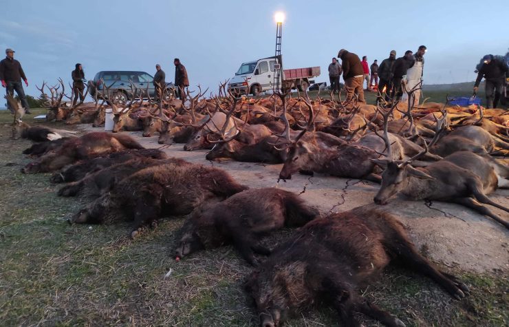 Montería en La Madera