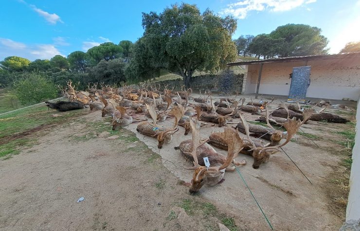 Montería en La Charneca