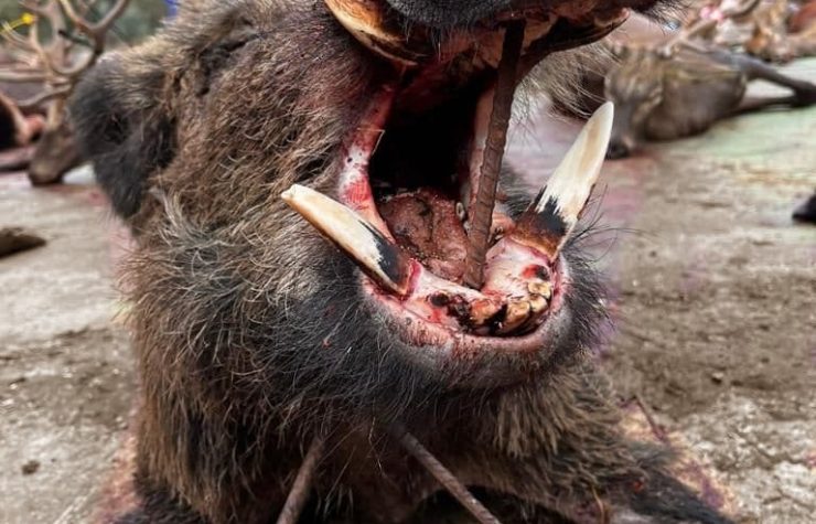 Montería en Riberos de la Anguila