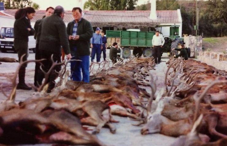 Montería en la Torrecilla