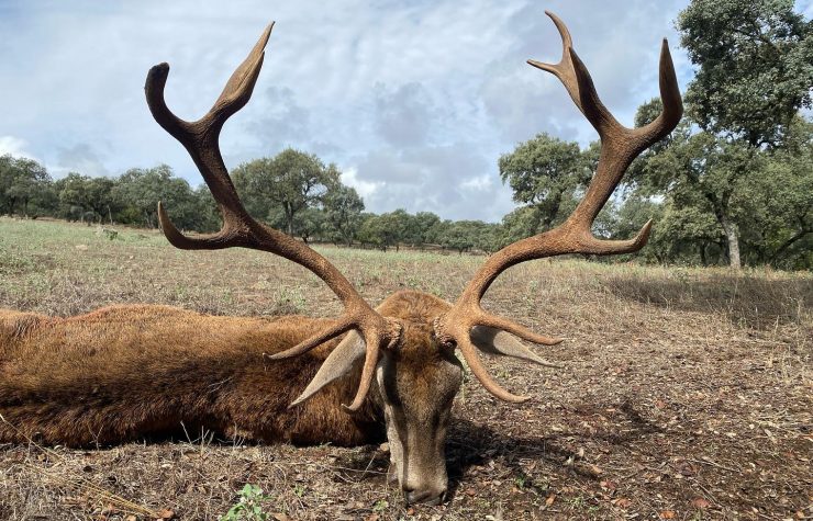 Montería en Romerales II