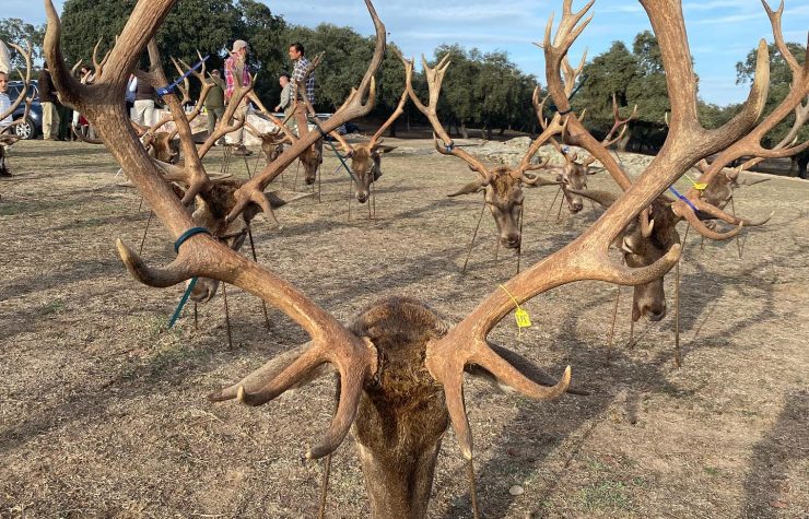 Montería en Romerales
