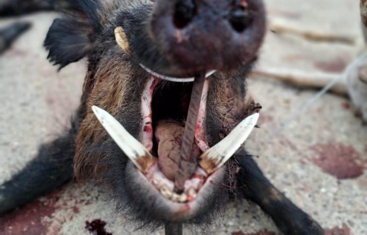 Montería en Los Valles