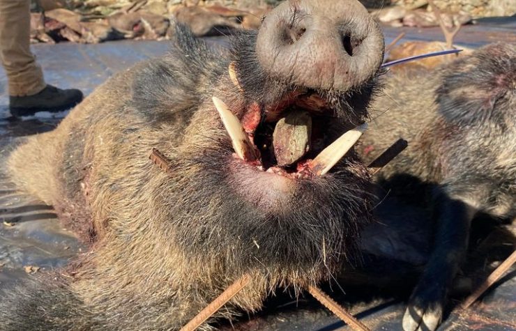 Montería en El Maromo