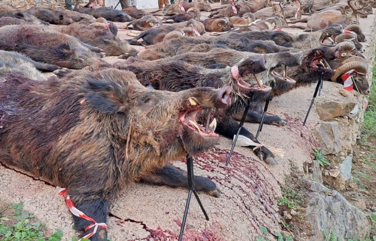 Montería en El Poyuelo