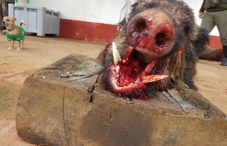 Montería en El Pedruégano