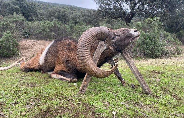Montería en Torralba