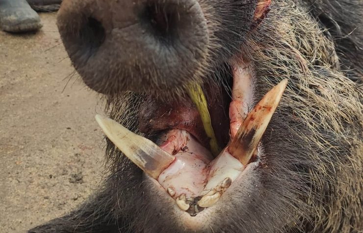 Montería en Caldereros