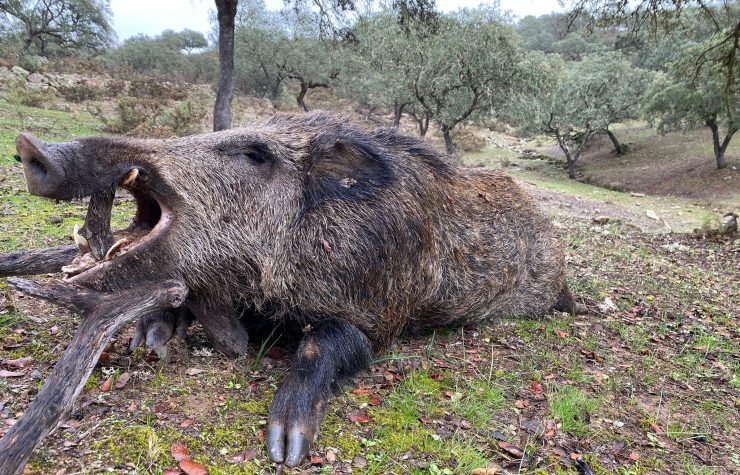 Montería en Zarza la Loma