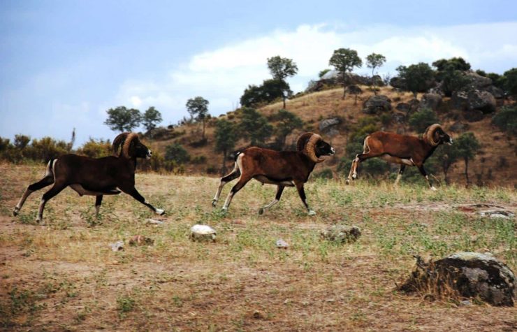 Montería en Majadavieja.