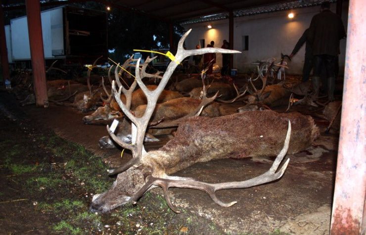 Montería en el Madroñal