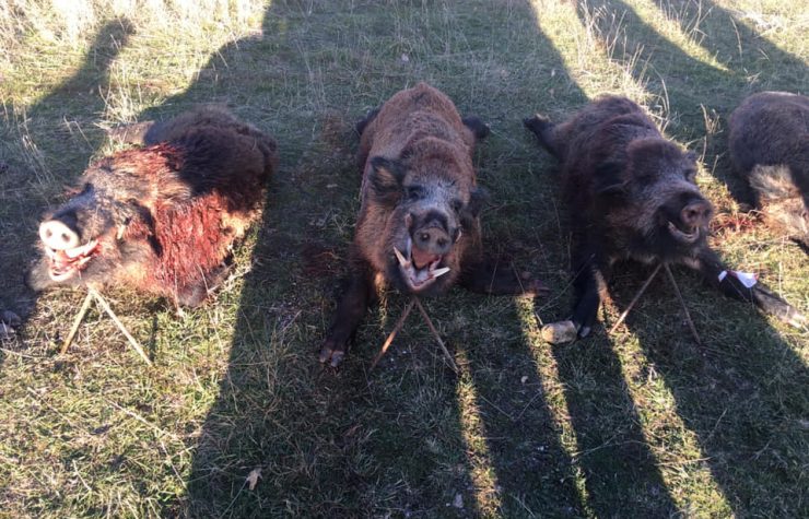 Montería en Atienza