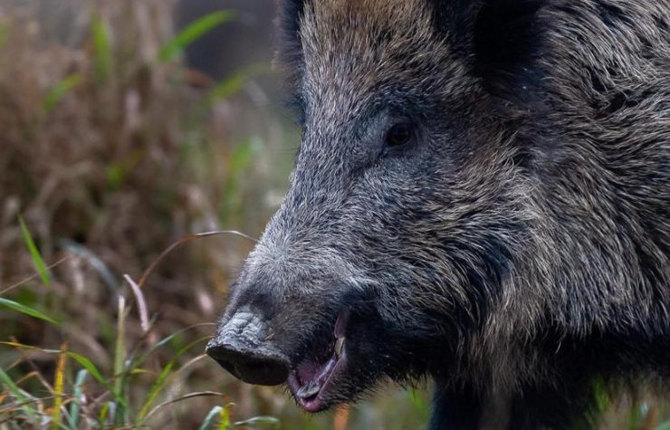 Montería en Laguna Arquillo