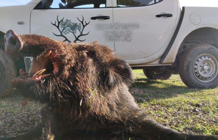 Montería en la Campana