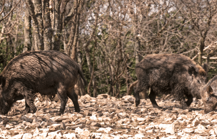 Montería en los Barrancones.
