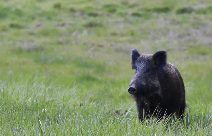 Montería en La Calderera