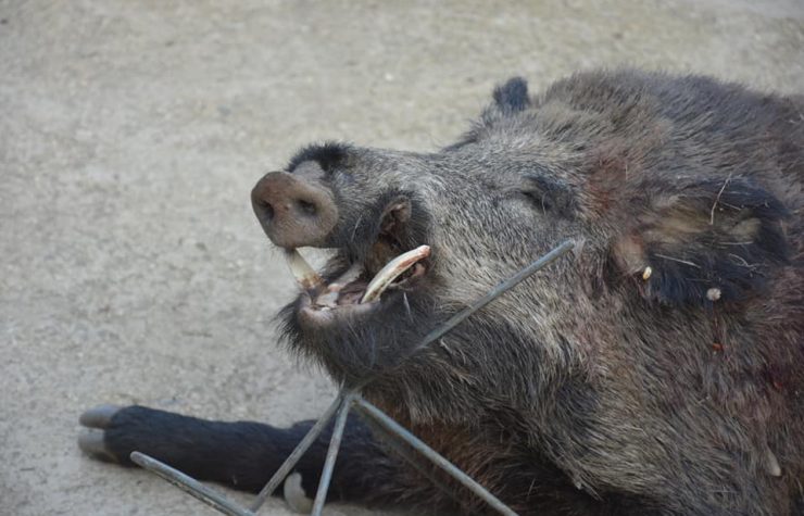 Montería en La Dehesilla