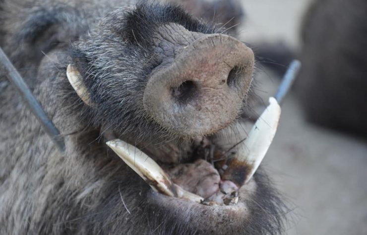 Montería en Los Terrazos
