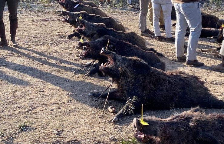 Montería en Cabeza del Asno