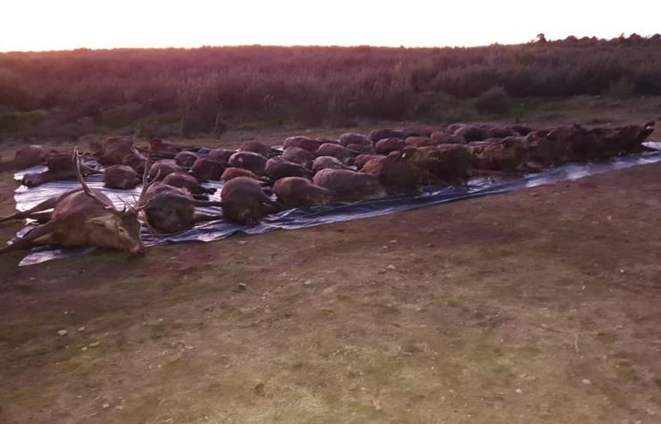 Montería en el Vallejón