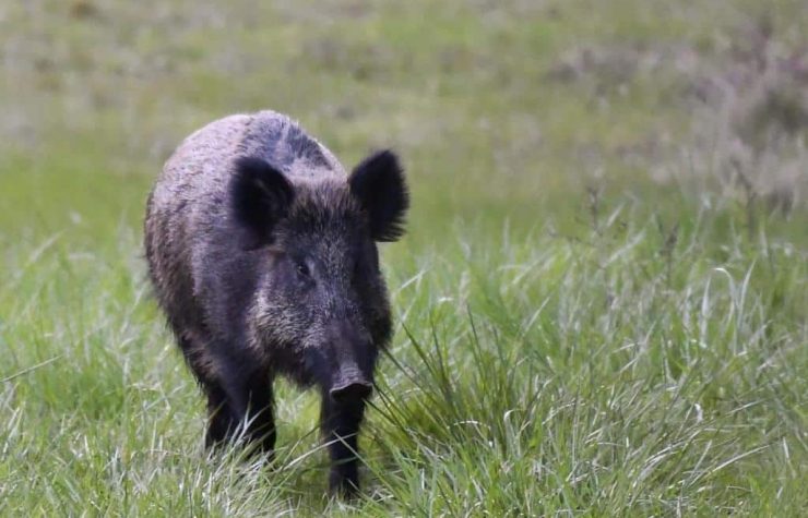 Montería en Las Pozuelas.